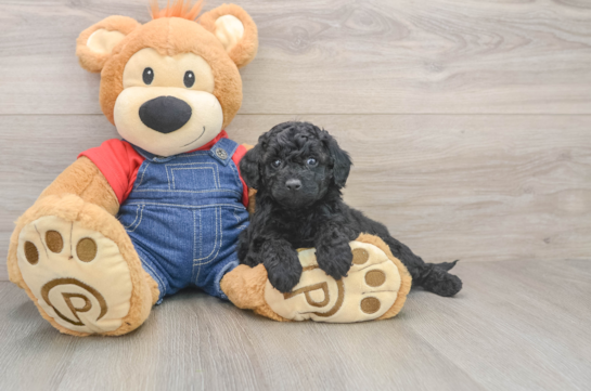 Best Mini Goldendoodle Baby