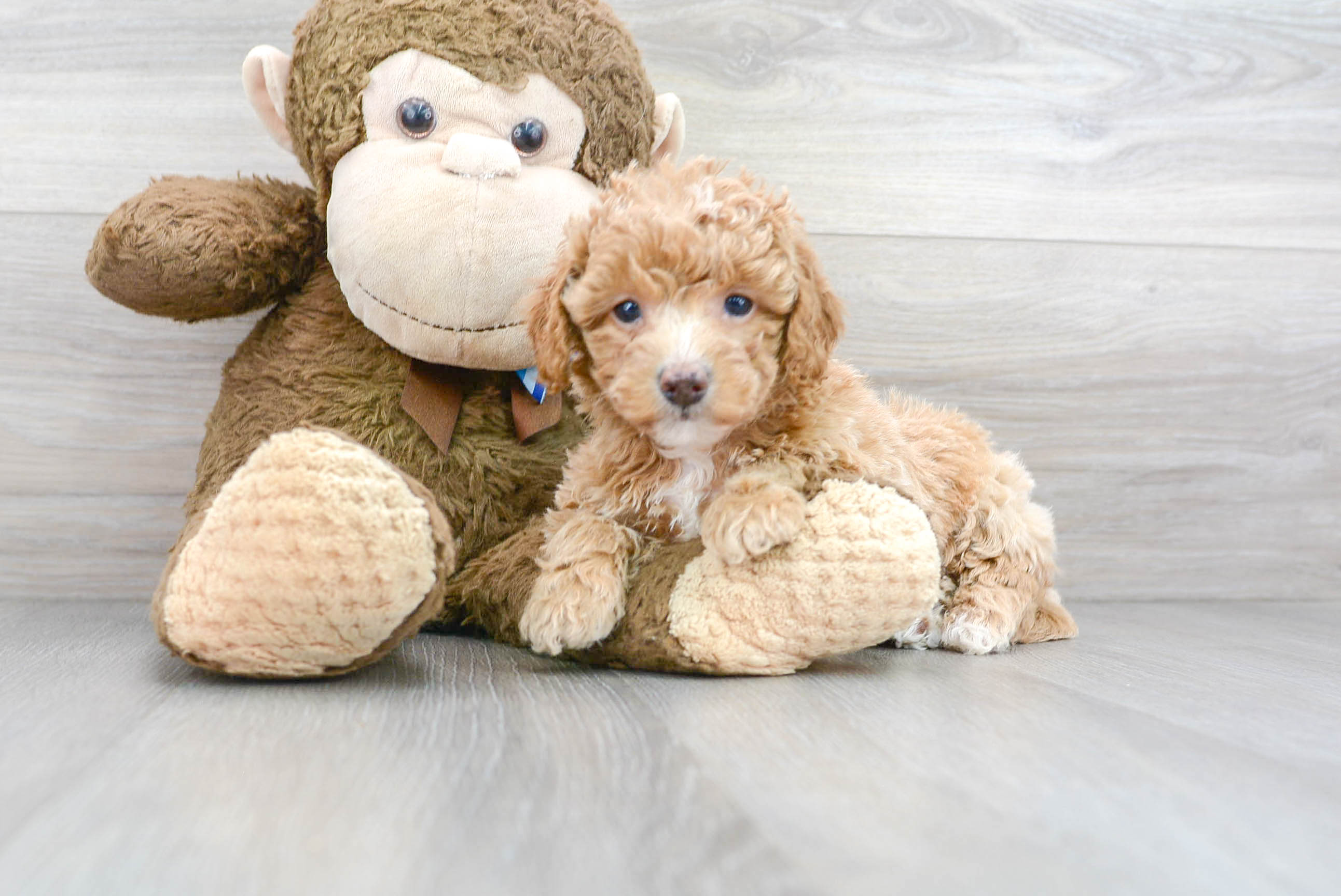 tina's teddy bear puppies