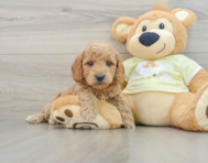 7 week old Mini Goldendoodle Puppy For Sale - Simply Southern Pups