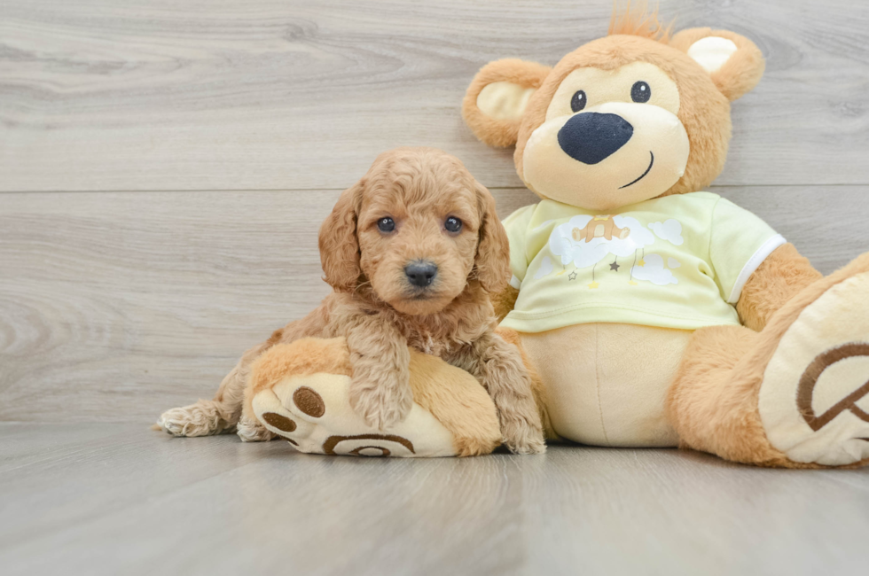 6 week old Mini Goldendoodle Puppy For Sale - Simply Southern Pups