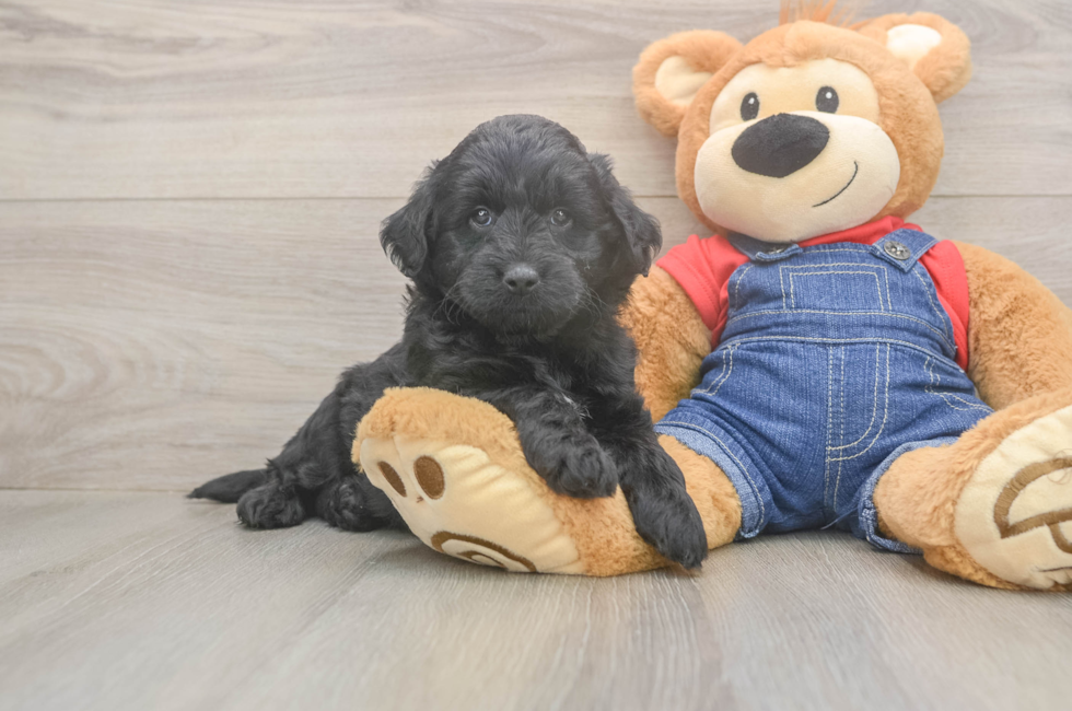5 week old Mini Goldendoodle Puppy For Sale - Simply Southern Pups