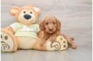 Best Mini Goldendoodle Baby