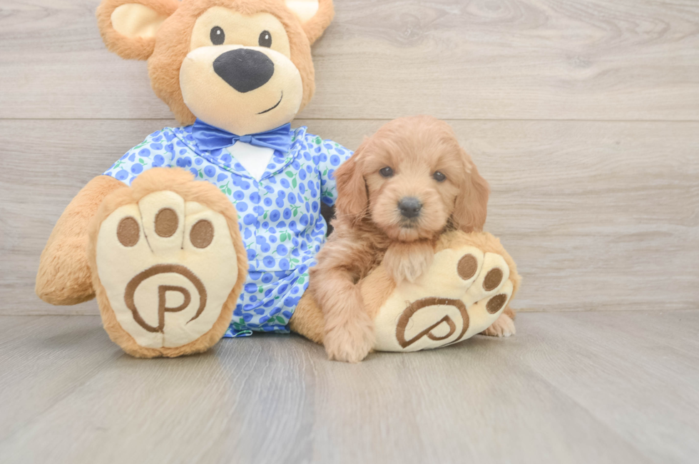 5 week old Mini Goldendoodle Puppy For Sale - Simply Southern Pups