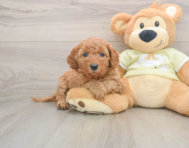 7 week old Mini Goldendoodle Puppy For Sale - Simply Southern Pups