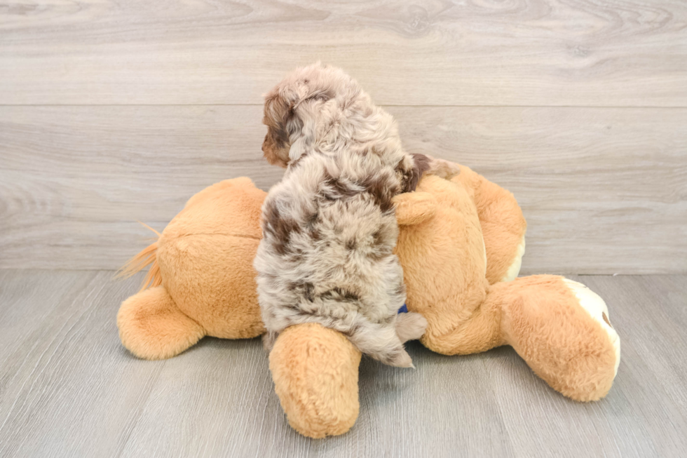 Mini Goldendoodle Puppy for Adoption