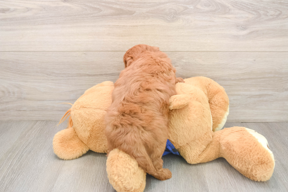 Mini Goldendoodle Pup Being Cute