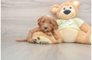 Sweet Mini Goldendoodle Baby