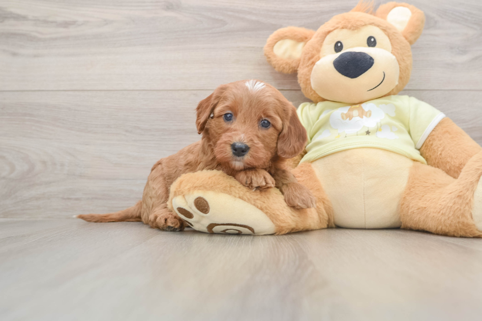 Sweet Mini Goldendoodle Baby