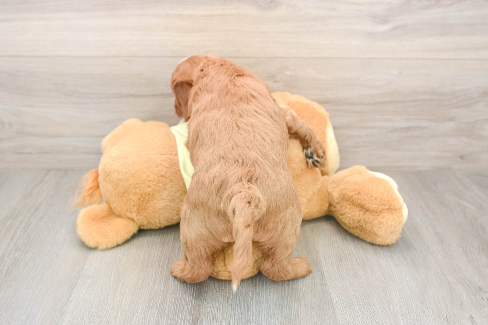 Funny Mini Goldendoodle Poodle Mix Pup