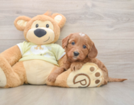 7 week old Mini Goldendoodle Puppy For Sale - Simply Southern Pups