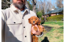 Mini Goldendoodle Puppy for Adoption