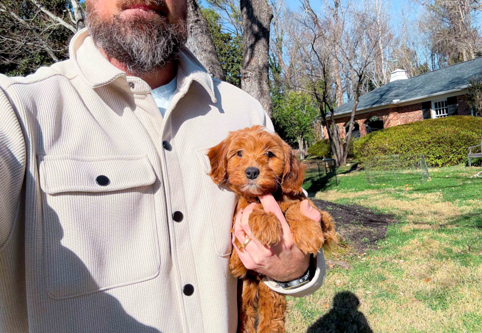 Mini Goldendoodle Puppy for Adoption