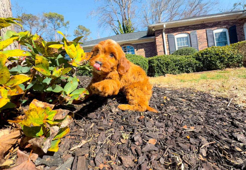 Cute Mini Goldendoodle Baby