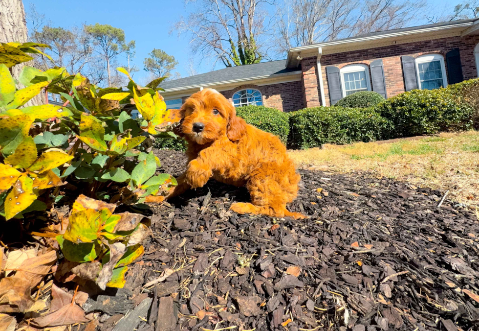Cute Mini Goldendoodle Baby