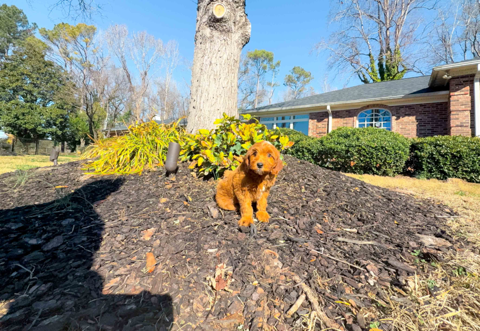 Cute Golden Retriever Poodle Mix Poodle Mix Puppy