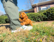 8 week old Mini Goldendoodle Puppy For Sale - Simply Southern Pups