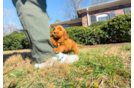 Mini Goldendoodle Puppy for Adoption