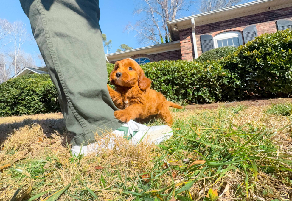 Mini Goldendoodle Puppy for Adoption