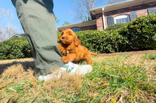 Mini Goldendoodle Puppy for Adoption