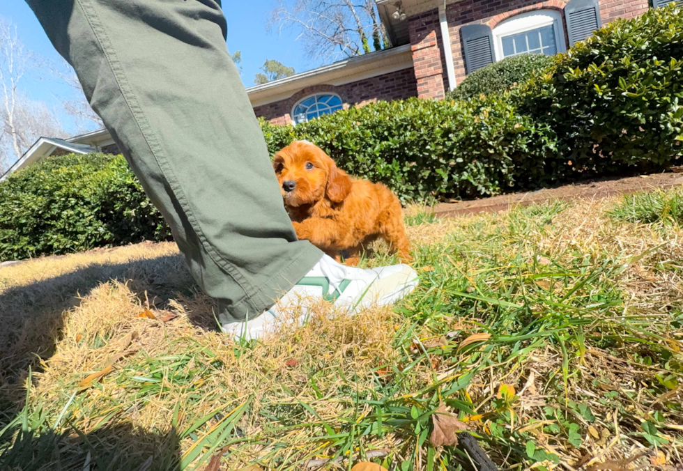 Mini Goldendoodle Pup Being Cute