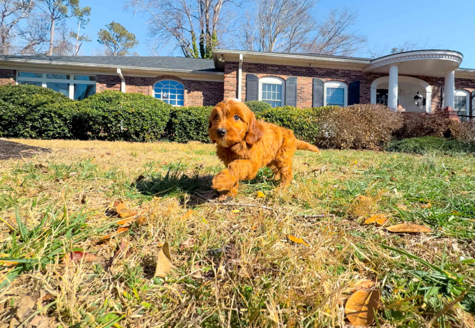 Mini Goldendoodle Pup Being Cute