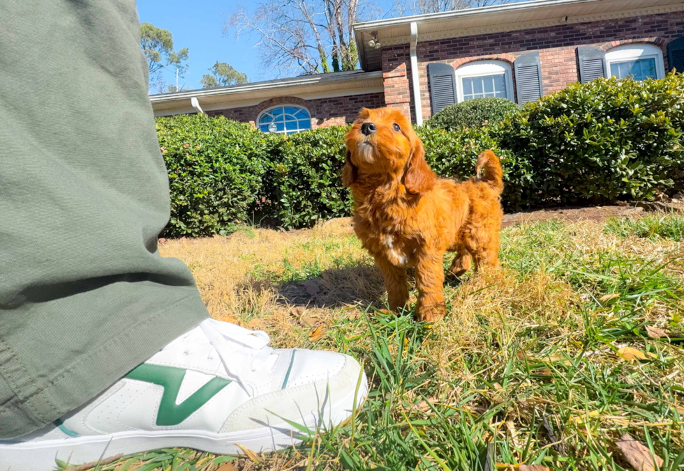 Best Mini Goldendoodle Baby