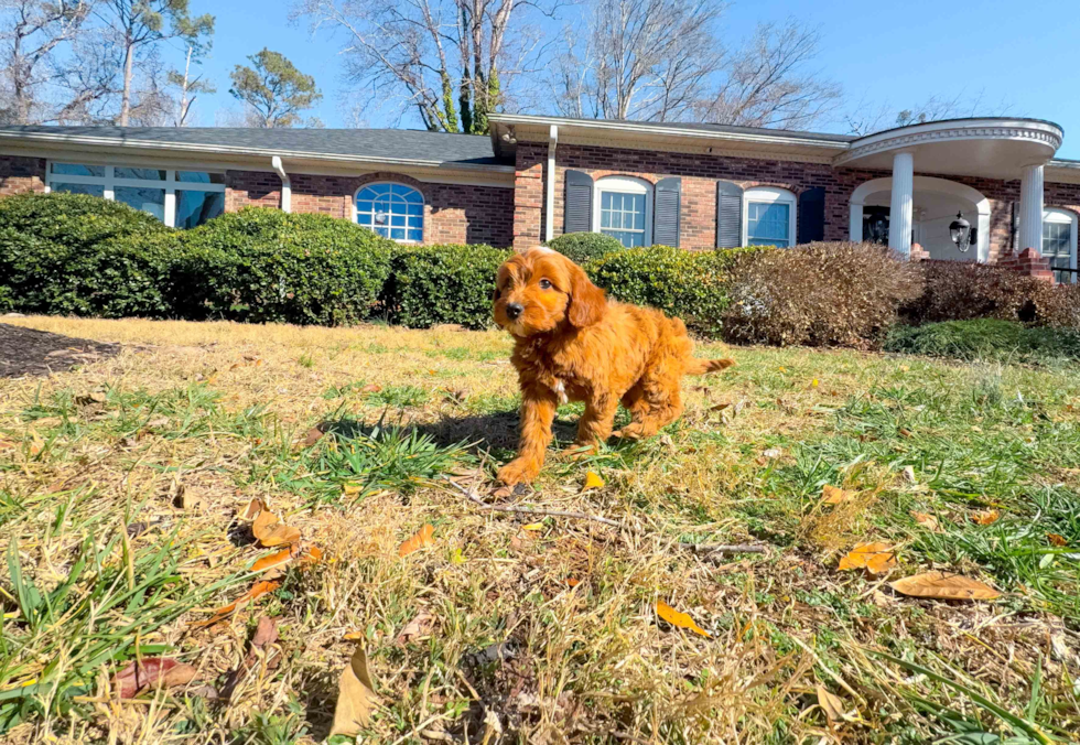 Cute Mini Goldendoodle Baby