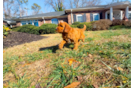Cute Mini Goldendoodle Baby