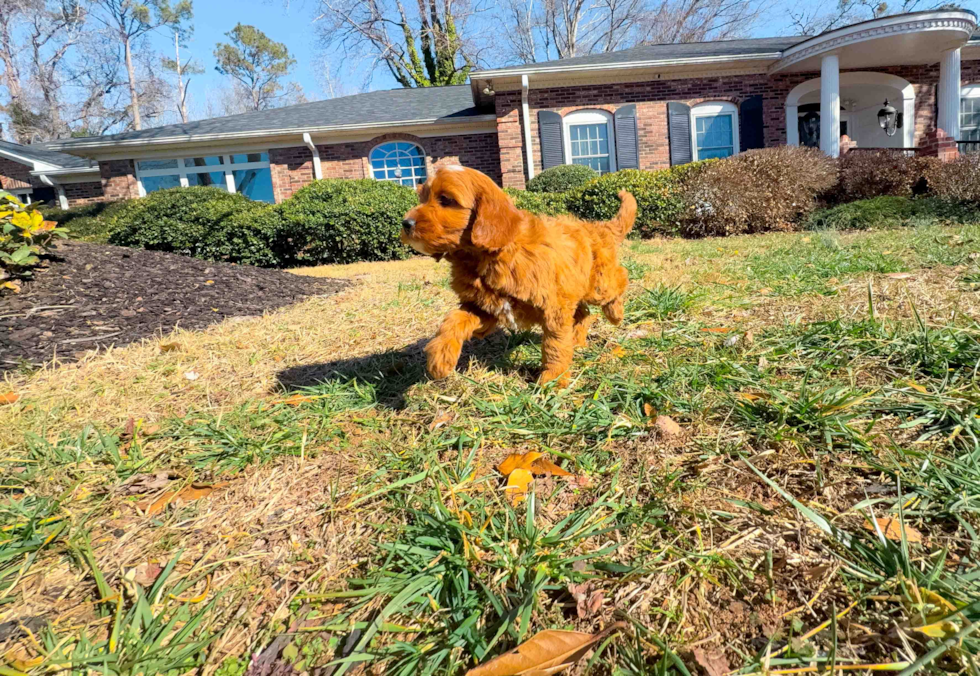 Cute Mini Goldendoodle Baby