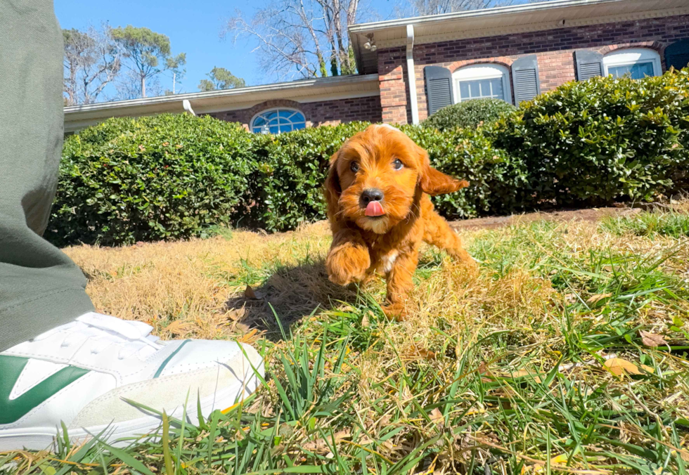 Cute Mini Goldendoodle Baby