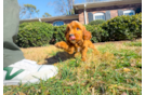 Mini Goldendoodle Puppy for Adoption