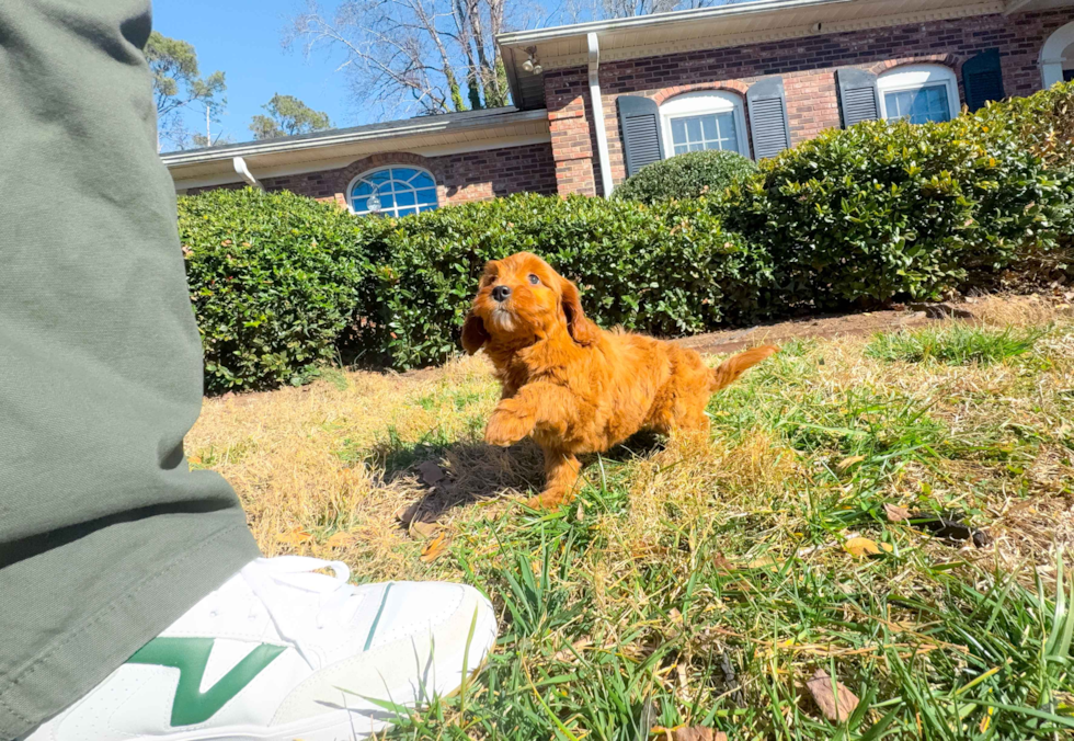 Mini Goldendoodle Pup Being Cute