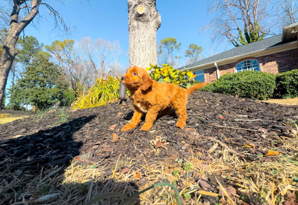 Cute Mini Goldendoodle Baby