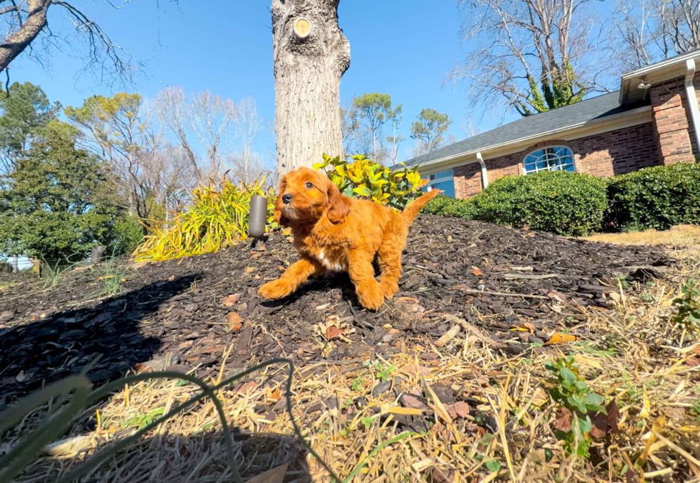 Best Mini Goldendoodle Baby