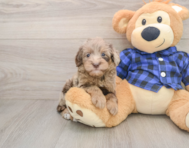 7 week old Mini Goldendoodle Puppy For Sale - Simply Southern Pups