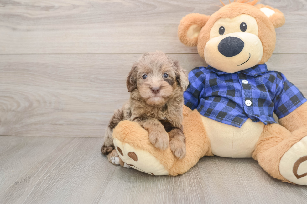 Popular Mini Goldendoodle Poodle Mix Pup