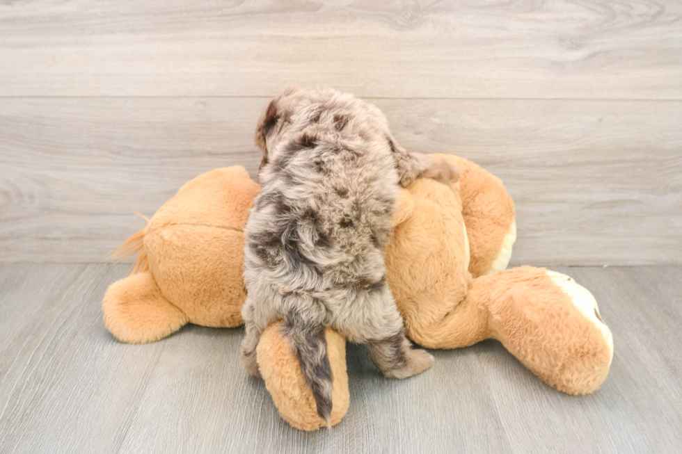 Best Mini Goldendoodle Baby