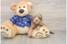 Small Mini Goldendoodle Baby