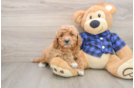 Playful Mini Groodle Poodle Mix Puppy