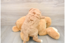 Petite Mini Goldendoodle Poodle Mix Pup