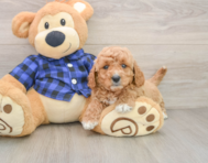 6 week old Mini Goldendoodle Puppy For Sale - Simply Southern Pups