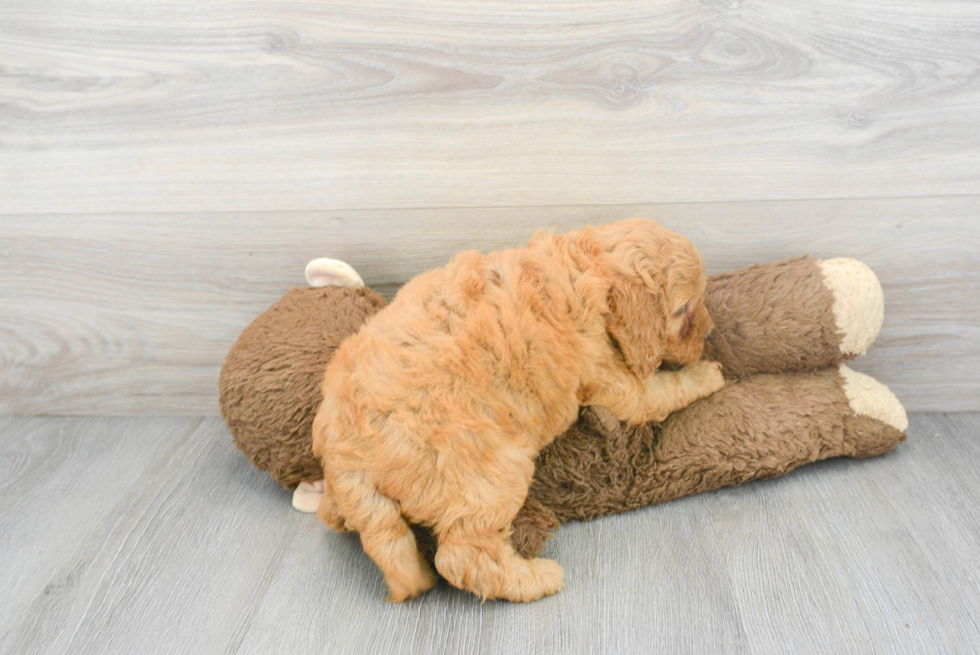 Cute Mini Goldendoodle Poodle Mix Pup