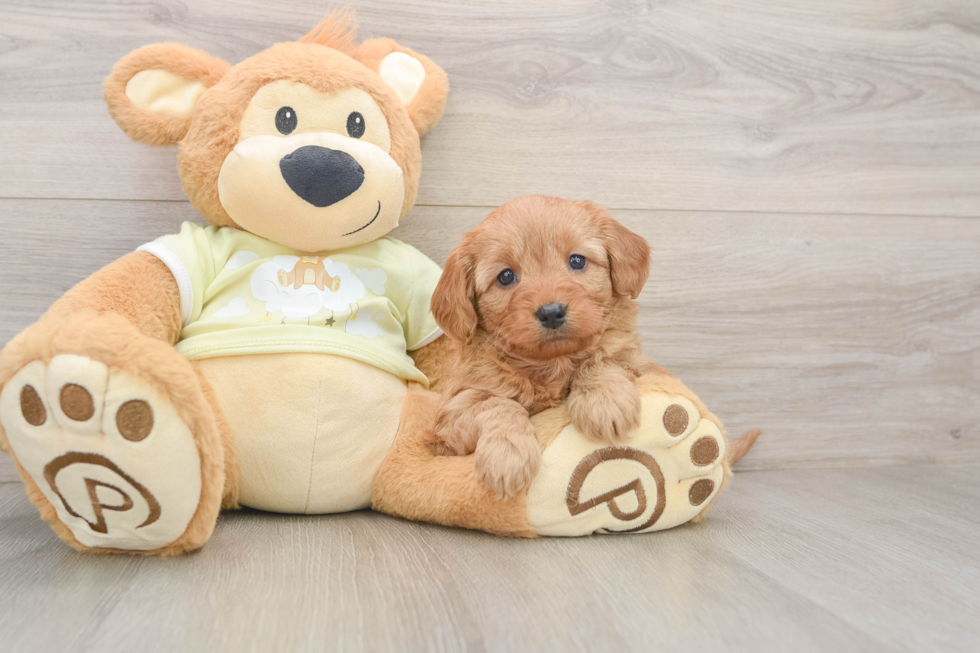 Fluffy Mini Goldendoodle Poodle Mix Pup