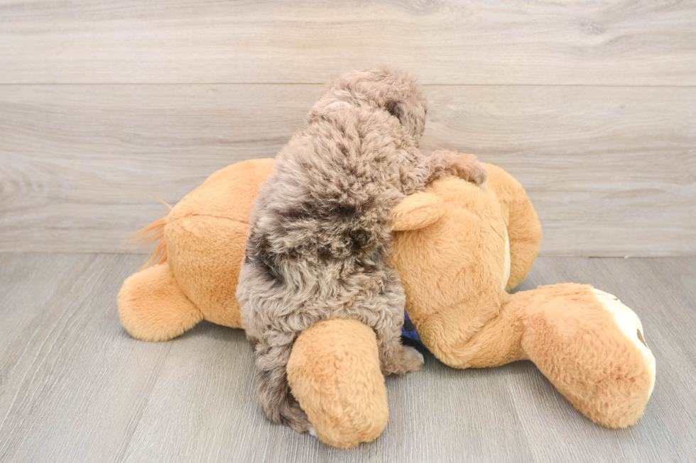 Mini Goldendoodle Puppy for Adoption