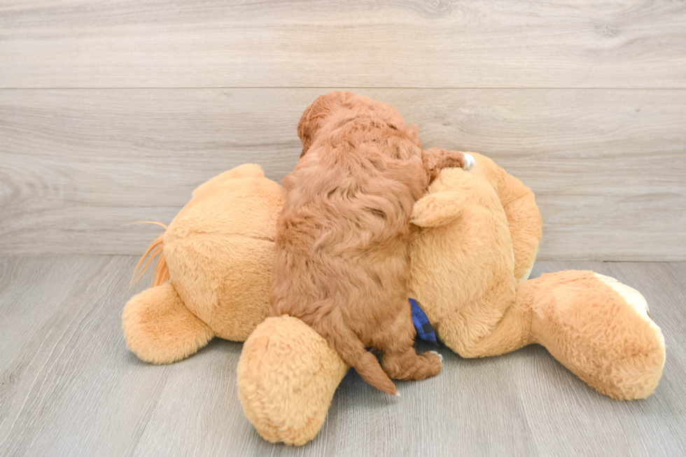 Fluffy Mini Goldendoodle Poodle Mix Pup