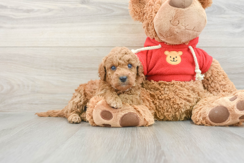 Happy Mini Goldendoodle Baby