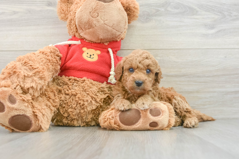 Smart Mini Goldendoodle Poodle Mix Pup