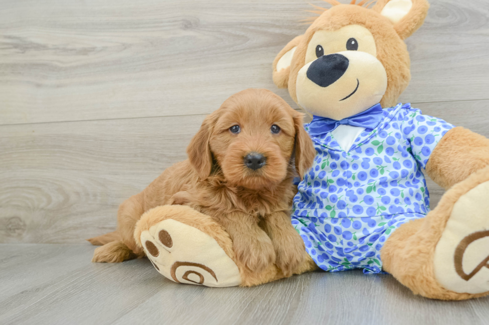 Mini Goldendoodle Puppy for Adoption