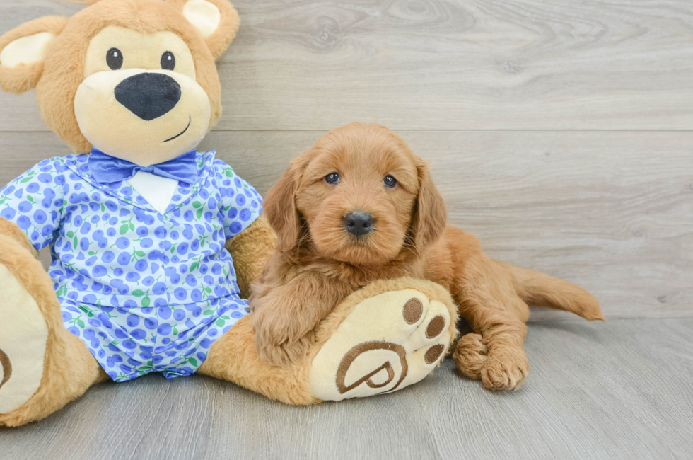 5 week old Mini Goldendoodle Puppy For Sale - Simply Southern Pups