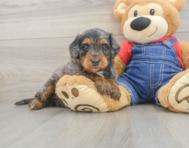 8 week old Mini Goldendoodle Puppy For Sale - Simply Southern Pups
